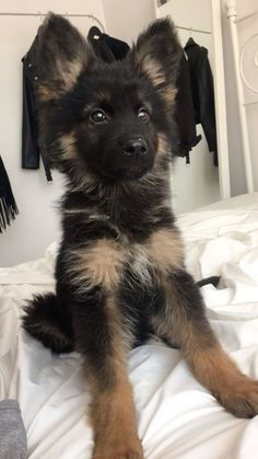 a black and brown puppy sitting on top of a bed