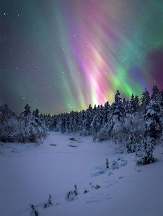 an aurora bore is seen in the sky above snow covered trees