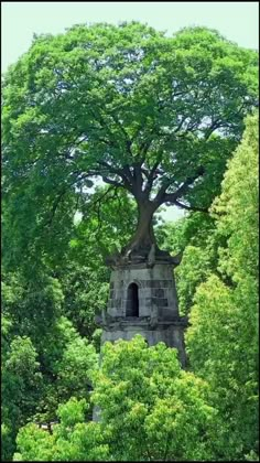 an old tower with a tree growing out of it's top in the middle of some trees