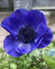 a blue flower that is sitting in the grass