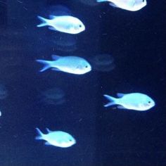 a group of fish swimming in an aquarium tank with blue light reflecting off the water