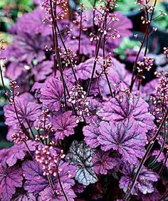 purple flowers are blooming in the garden