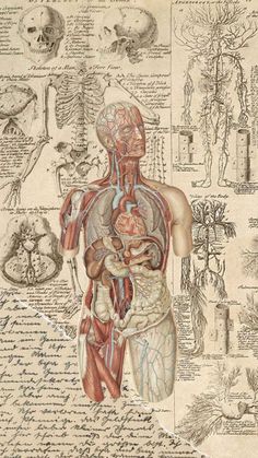 an illustration of the human body and its major organs on a piece of old paper