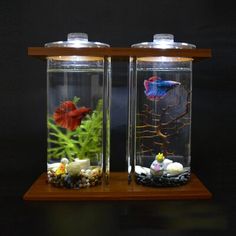 two aquariums with plants and rocks in them on a wooden shelf against a black background