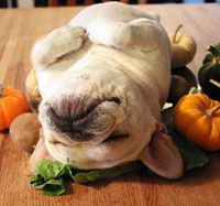 a white dog laying on top of a wooden table next to pumpkins and gourds