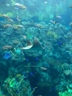 an aquarium filled with lots of different types of fish and corals on the water