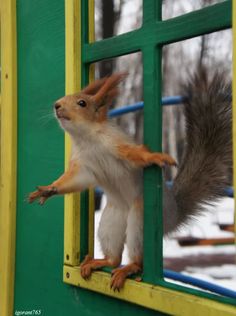 a squirrel is standing on its hind legs and reaching out the window to look outside