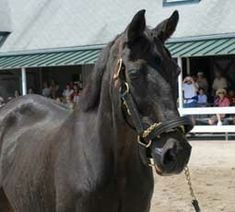 a black horse standing on top of a dirt field next to a white building with people sitting in the bleachers