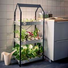 a kitchen area with plants and pots on the counter