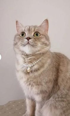 a cat sitting on top of a table wearing a collar