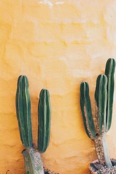 two green cactus plants in front of a yellow wall