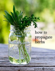 a mason jar filled with herbs sitting on top of a wooden table