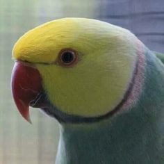 a close up of a parrot with a yellow and green face, head and beak