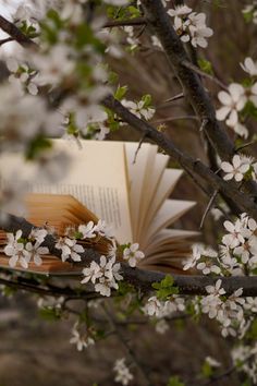 an open book sitting on top of a tree with white flowers in the foreground