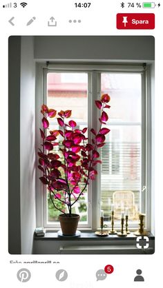 a potted plant sitting on top of a window sill in front of a window