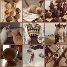 a collage of pictures with cats and other things to see on the page below