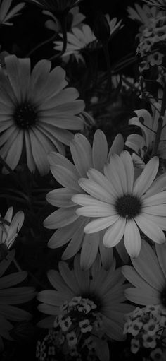 black and white photograph of daisies in the sunflowers, taken from above