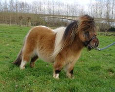 a shetland pony standing on top of a lush green field