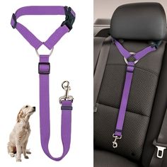 a dog sitting in the back seat of a car wearing a purple harness and leash