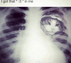 an x - ray image of a cat with the caption i got that 3 in me