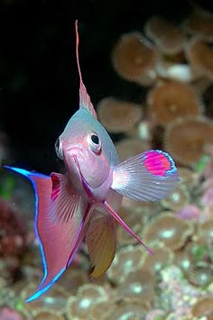 a pink and blue fish in an aquarium