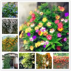 many different types of flowers are shown in this collage