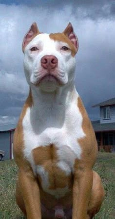 a brown and white pitbull sitting on top of a grass covered field next to a house