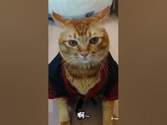 an orange and white cat wearing a black shirt with red trim around it's neck