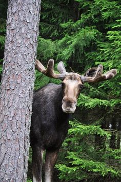 a moose standing next to a tree in the forest