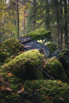 moss covered rocks in the middle of a forest with lots of trees and leaves on them