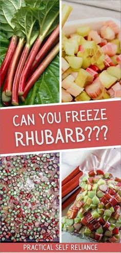 various pictures with the words can you freeze rhubarb? in red and green