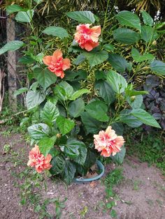 a potted plant with pink flowers in the middle of some dirt and plants behind it