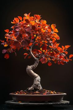 a bonsai tree with red leaves on it