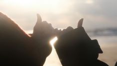 the back end of a horse's head as it looks at the sun