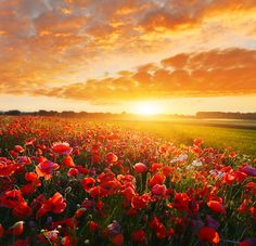 a field full of red and white flowers under a cloudy sky with the sun setting in the distance