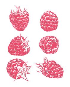 four raspberries are shown in red on a white background, each with different shapes and sizes