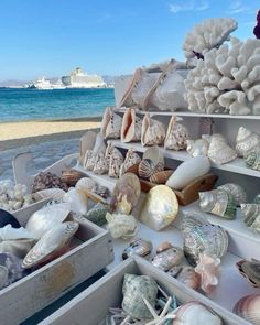 there are many shells on the beach and one is in an open box with it's lid