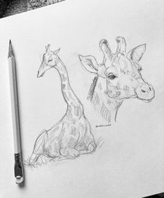 pencil drawing of two giraffes sitting next to each other on a piece of paper