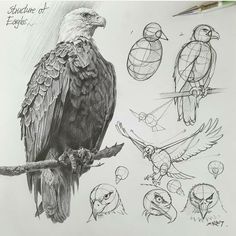 a drawing of an eagle sitting on a tree branch with several different angles to it's head