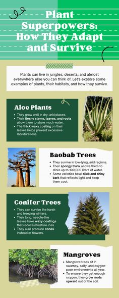 the different types of trees and plants in the world info sheet for each type of tree