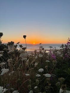 the sun is setting over the ocean with wildflowers