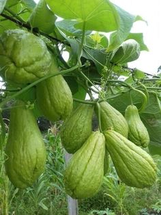 some green fruit hanging from a tree in the grass