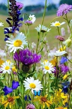 wildflowers and daisies grow in a field