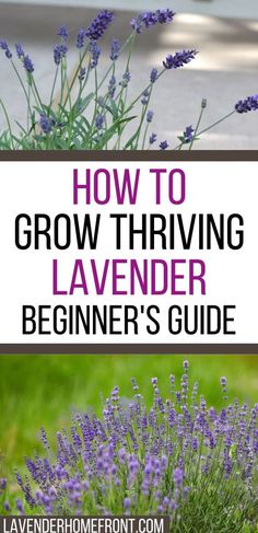 lavender flowers with text overlay how to grow thriving lavender beginner's guide