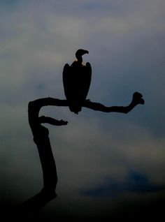 a bird sitting on top of a tree branch in the sky with clouds behind it