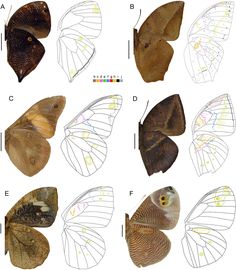 several different types of moths with their wings open and showing the number of each type