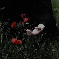 a person kneeling down in the grass with their hand on some red poppies that are blooming