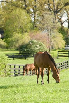 two horses grazing on grass in a fenced area