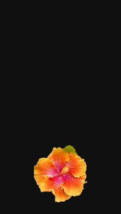 an orange and pink flower on a black background