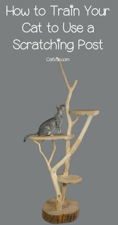 a cat sitting on top of a tree branch with the words how to train your cat to use a scratching post